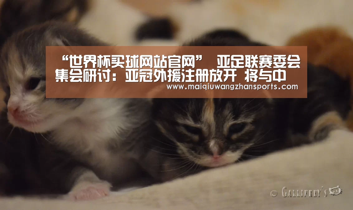 世界杯买球网站