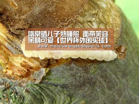 世界杯买球网站